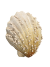 Seashells top