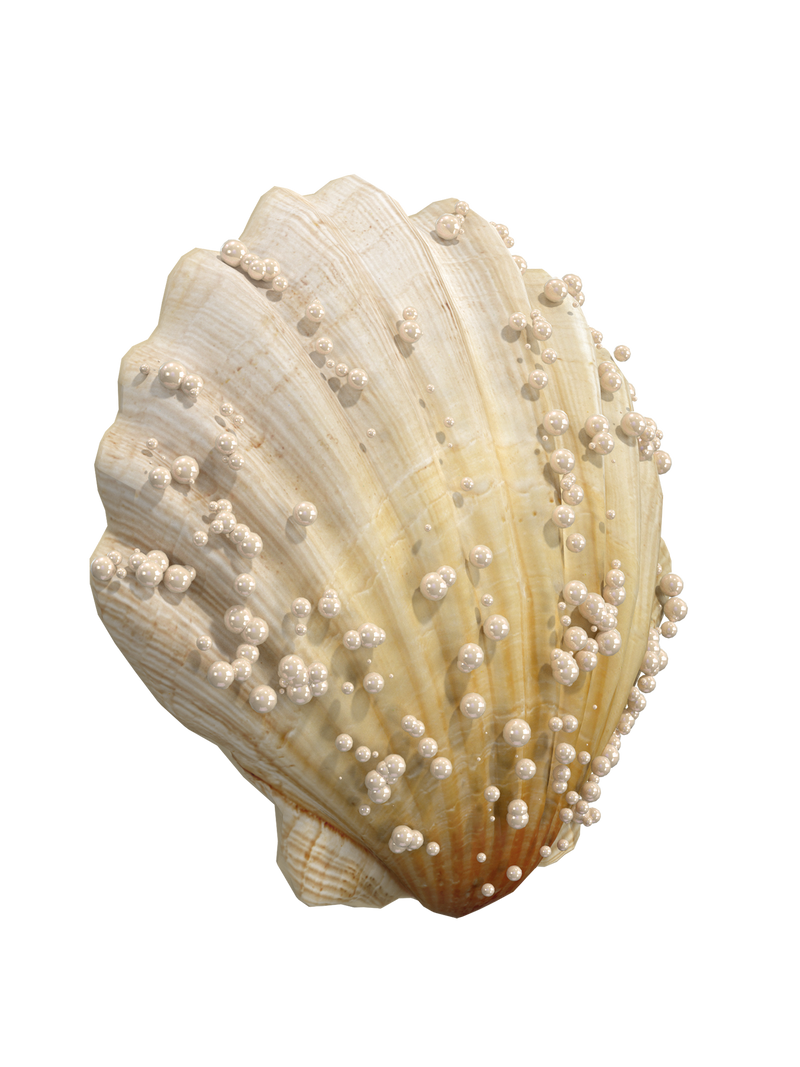 Seashells top